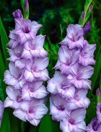 Gladiol Blue Tropic